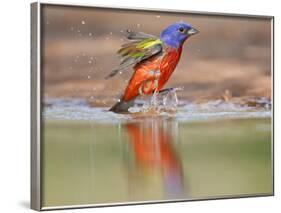 Painted Bunting, Texas, USA-Larry Ditto-Framed Photographic Print