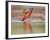 Painted Bunting, Texas, USA-Larry Ditto-Framed Photographic Print