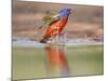 Painted Bunting, Texas, USA-Larry Ditto-Mounted Photographic Print