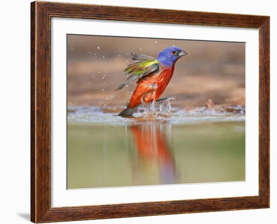 Painted Bunting, Texas, USA-Larry Ditto-Framed Photographic Print