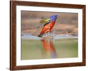 Painted Bunting, Texas, USA-Larry Ditto-Framed Photographic Print