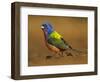 Painted Bunting, Texas, USA-Larry Ditto-Framed Photographic Print
