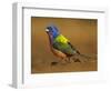 Painted Bunting, Texas, USA-Larry Ditto-Framed Photographic Print