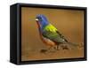 Painted Bunting, Texas, USA-Larry Ditto-Framed Stretched Canvas