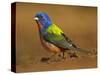 Painted Bunting, Texas, USA-Larry Ditto-Stretched Canvas