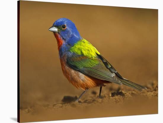 Painted Bunting, Texas, USA-Larry Ditto-Stretched Canvas