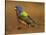 Painted Bunting, Texas, USA-Larry Ditto-Stretched Canvas
