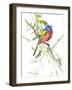 Painted Bunting-Suren Nersisyan-Framed Art Print