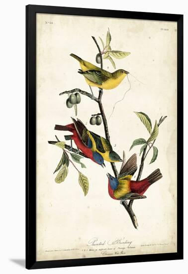 Painted Bunting-John James Audubon-Framed Art Print