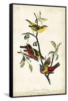 Painted Bunting-John James Audubon-Framed Stretched Canvas