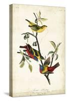 Painted Bunting-John James Audubon-Stretched Canvas