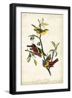 Painted Bunting-John James Audubon-Framed Art Print