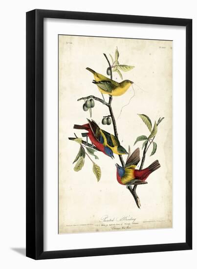 Painted Bunting-John James Audubon-Framed Art Print