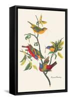 Painted Bunting-John James Audubon-Framed Stretched Canvas