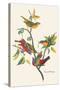 Painted Bunting-John James Audubon-Stretched Canvas