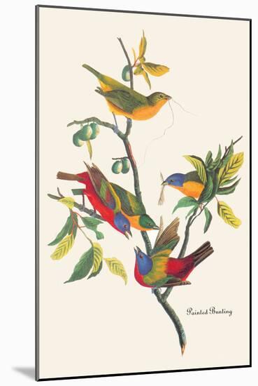 Painted Bunting-John James Audubon-Mounted Art Print