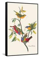 Painted Bunting-John James Audubon-Framed Stretched Canvas