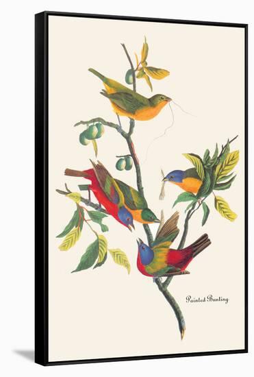 Painted Bunting-John James Audubon-Framed Stretched Canvas