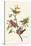 Painted Bunting-John James Audubon-Stretched Canvas