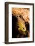 Painted cardinalfish (Archamia fucata) Yap, Micronesia-David Fleetham-Framed Photographic Print