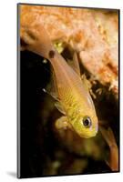 Painted cardinalfish (Archamia fucata) Yap, Micronesia-David Fleetham-Mounted Photographic Print