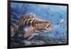 Painted Comber (Serranus Scriba), Serranidae-null-Framed Giclee Print