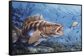 Painted Comber (Serranus Scriba), Serranidae-null-Framed Stretched Canvas