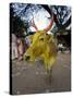 Painted Cow, Mysore, Karnataka, India-Michele Falzone-Stretched Canvas