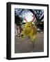 Painted Cow, Mysore, Karnataka, India-Michele Falzone-Framed Photographic Print