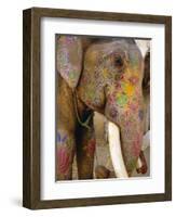 Painted Elephant, Close up of Head, Jaipur, Rajasthan, India-Bruno Morandi-Framed Photographic Print