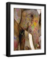 Painted Elephant, Close up of Head, Jaipur, Rajasthan, India-Bruno Morandi-Framed Photographic Print