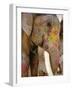 Painted Elephant, Close up of Head, Jaipur, Rajasthan, India-Bruno Morandi-Framed Photographic Print