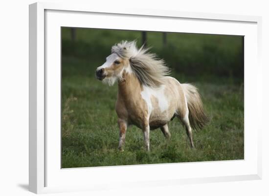 Painted Feather Farm-Bob Langrish-Framed Photographic Print