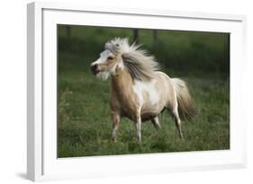 Painted Feather Farm-Bob Langrish-Framed Photographic Print