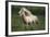 Painted Feather Farm-Bob Langrish-Framed Photographic Print