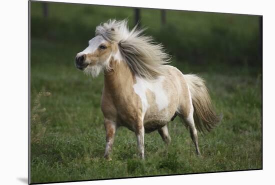 Painted Feather Farm-Bob Langrish-Mounted Photographic Print