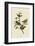 Painted Finch-John James Audubon-Framed Art Print