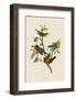 Painted Finch-John James Audubon-Framed Art Print