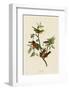 Painted Finch-John James Audubon-Framed Art Print