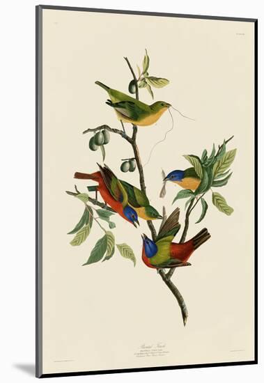 Painted Finch-John James Audubon-Mounted Art Print