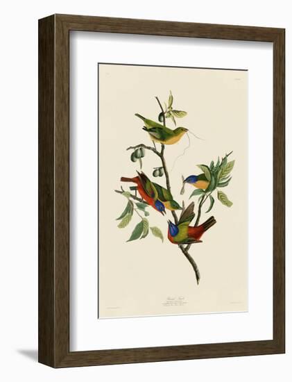 Painted Finch-John James Audubon-Framed Giclee Print