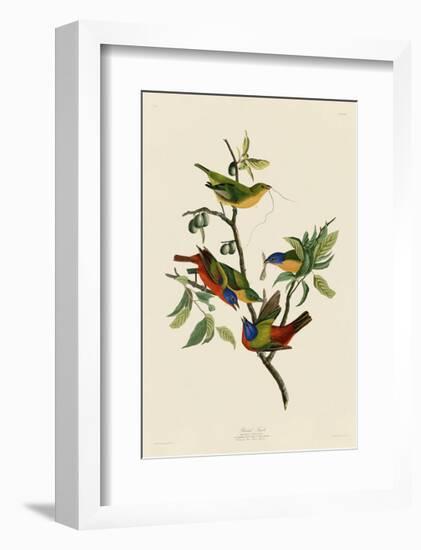 Painted Finch-John James Audubon-Framed Giclee Print