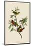 Painted Finch-John James Audubon-Mounted Giclee Print
