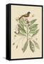 Painted Finch-Mark Catesby-Framed Stretched Canvas