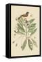 Painted Finch-Mark Catesby-Framed Stretched Canvas