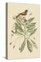Painted Finch-Mark Catesby-Stretched Canvas