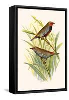 Painted Finch-F.w. Frohawk-Framed Stretched Canvas