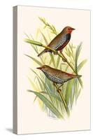 Painted Finch-F.w. Frohawk-Stretched Canvas