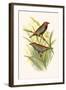 Painted Finch-F.w. Frohawk-Framed Art Print