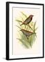 Painted Finch-F.w. Frohawk-Framed Art Print